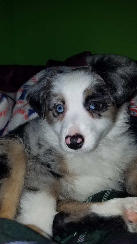 Foster