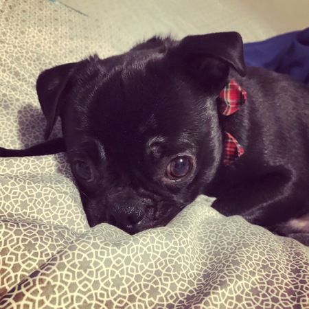 Rebel 