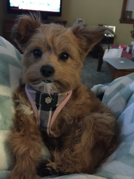 Georgie