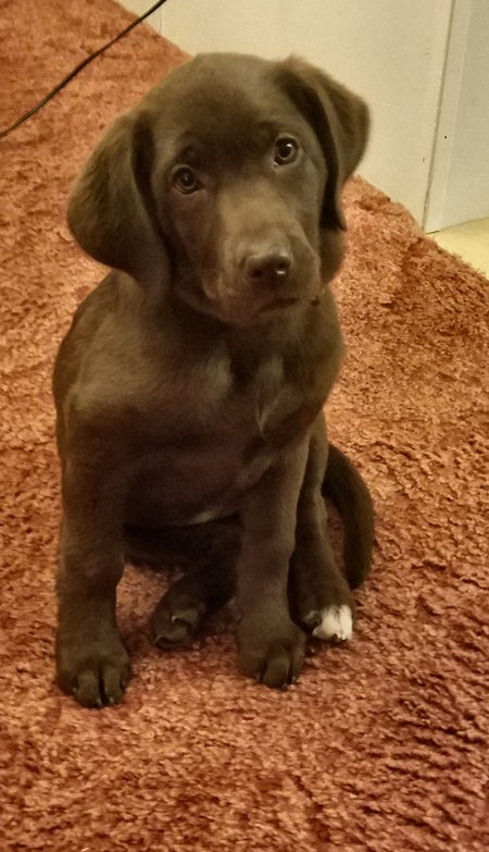 Lily Bean