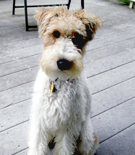 Augie