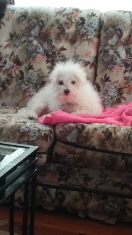Daisy