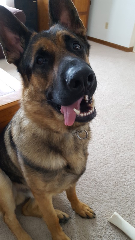 Chewie