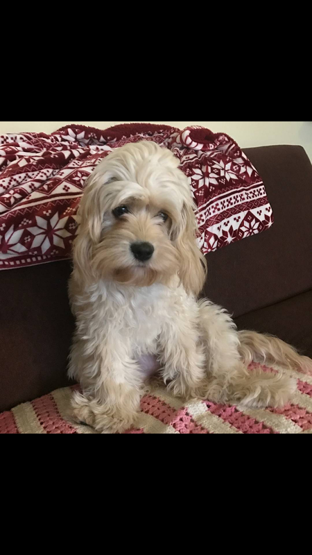 Lady