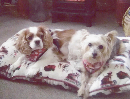 Bella and Cooper