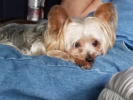 Pebbles