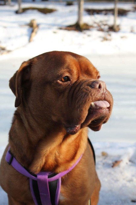 Nala