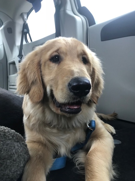 Cooper