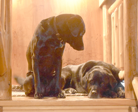 Tillie and Jack
