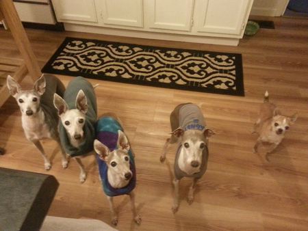 Bonnie, Hedy, Petey, Joey, Sully