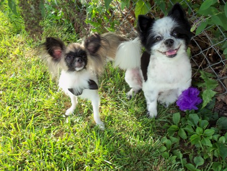 Maggie and Chewie