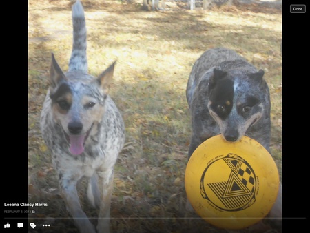 Sydney and shadow