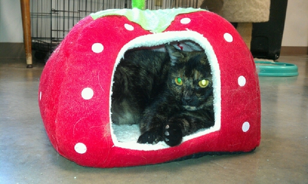 Suki
