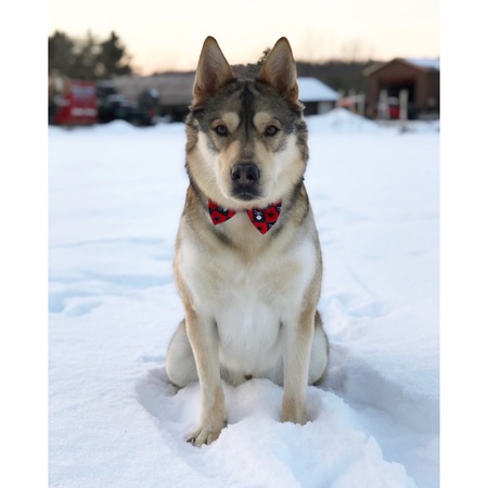 Oakley