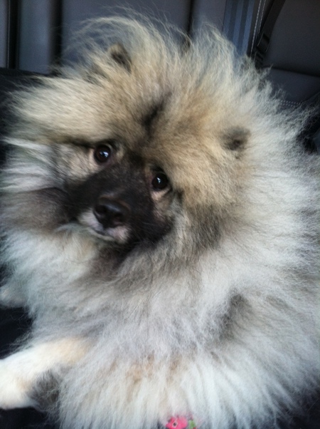 Little Bear