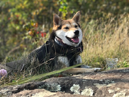 Loki