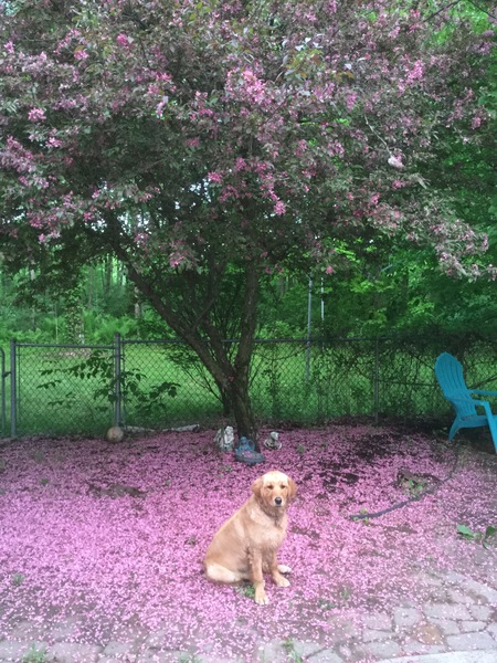 Stella
