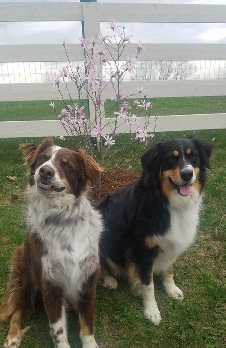 Callie & Chase