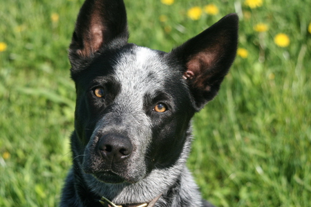 Max