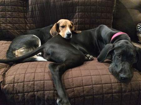 Aja and Ruger