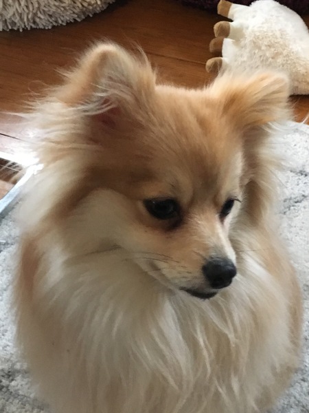 Count Louie Leffiete LaSalle