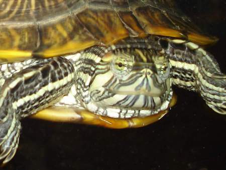 Myrtle the turtle