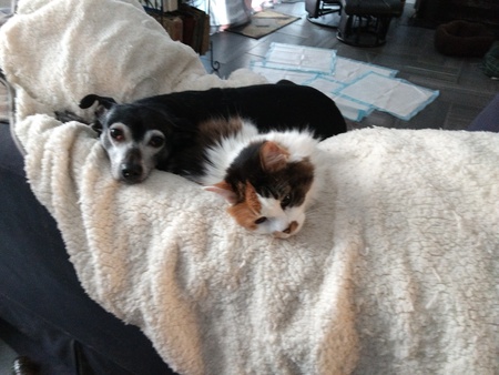 Fiesta, cat and Suki my pup