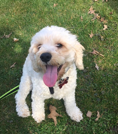 Baxter 
