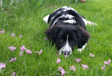 Oreo