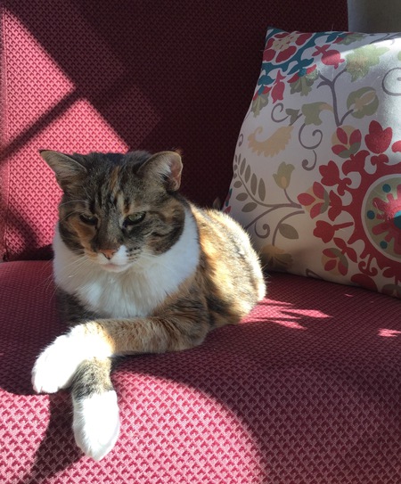 Dani
