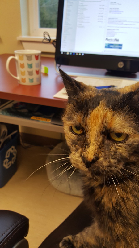 Mary Meowzie
