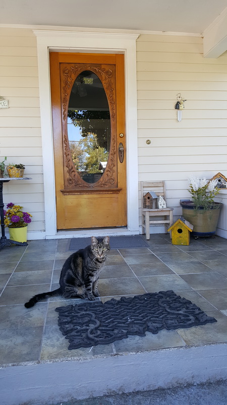 Kitty Buster