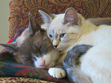 Pippin & Emmylou
