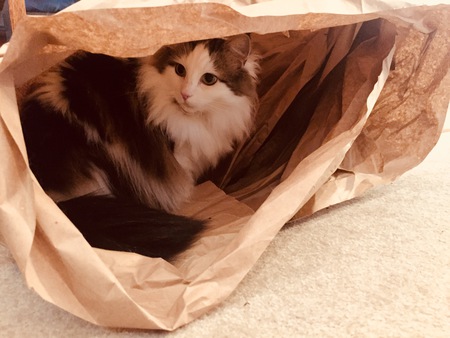 Willow