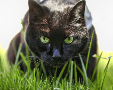 Vilula "Kitsy Hawk" 