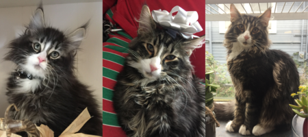 Merlin