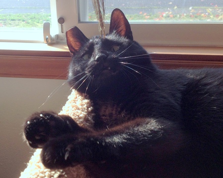 Jazzpurr