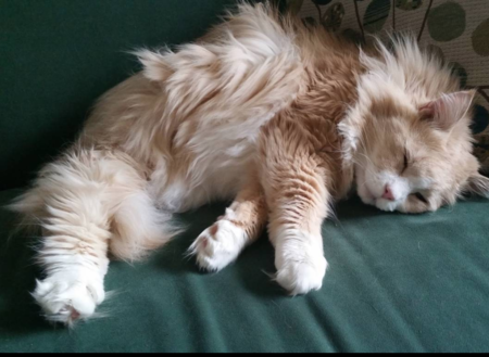 Leo