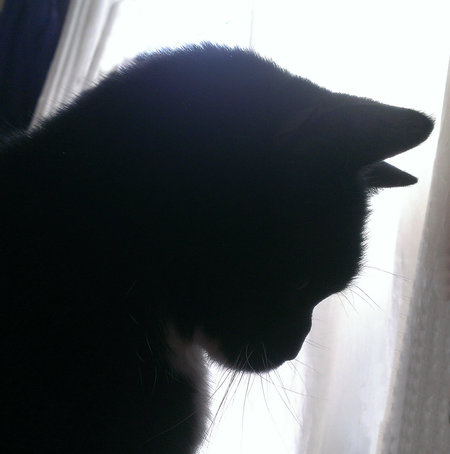 Sweet Pea