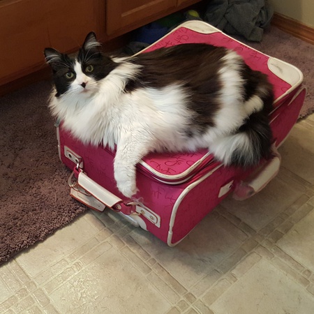 Oreo