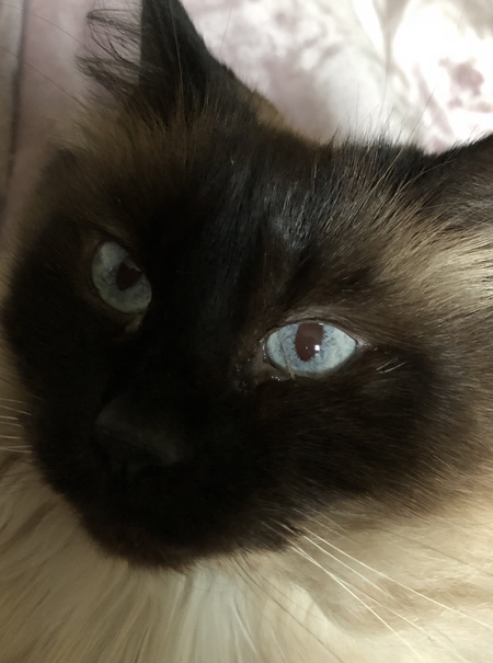 Coco