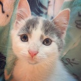 Entry image for Tumbleweed