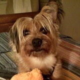 Entry image for CHARLIE