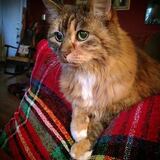 Entry image for Cory Piper