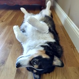 Entry image for Ruby