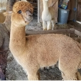 Entry image for Jacobi