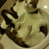 Entry image for Chip