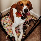 Entry image for Sookie Vay Paris