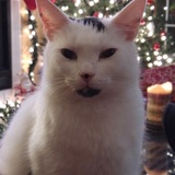 Entry image for Nelson