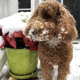 Entry image for Sydney